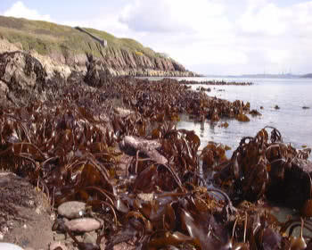 kelp